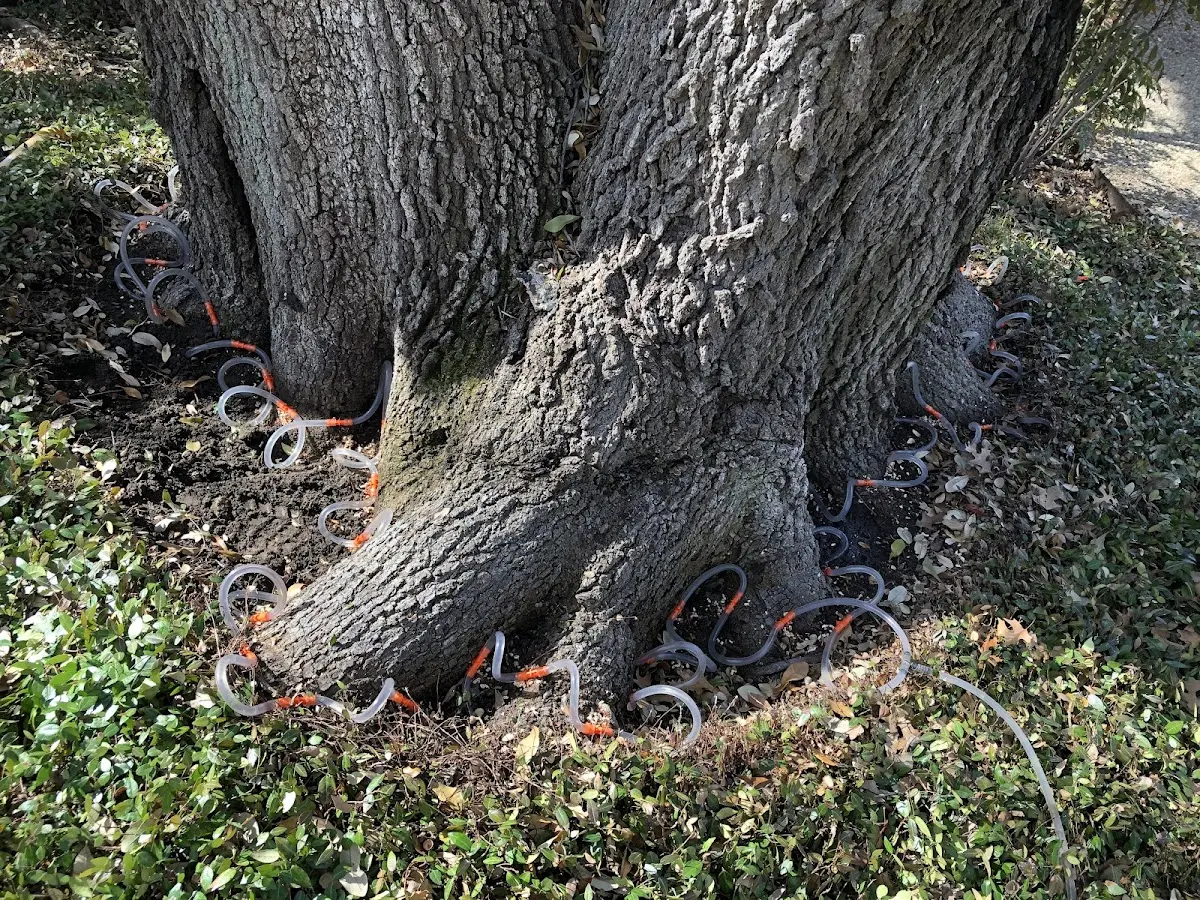 Detailed Tree Cabling and Bracing job site in Fulks Run