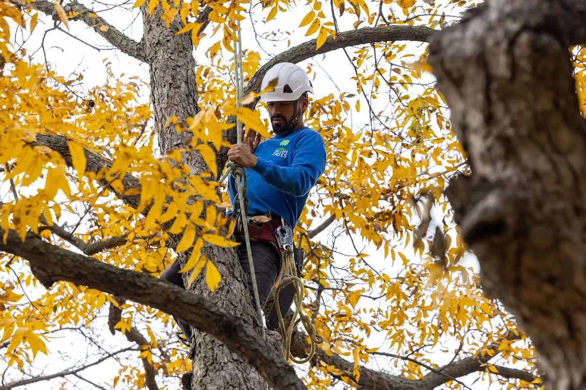 Skilled Tree Trimming crew working in Fulks Run